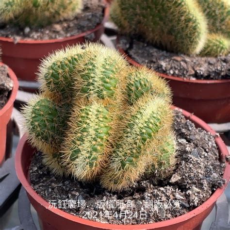 金鈕綴化|黃金鈕Borzicactus aureispina